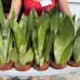 Sansevieria trifasciata (Svokrin jazyk) ´MOONSHINE´ - kont. C1L, výška 35-40 cm